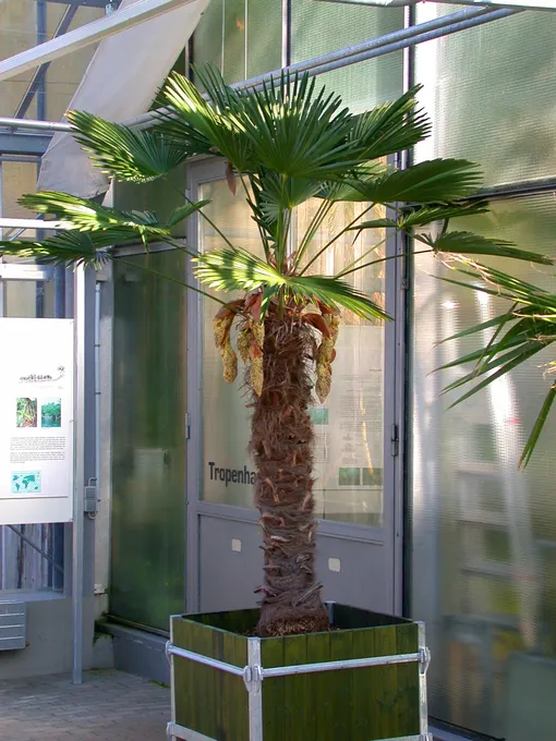 Комнатные пальмы — трахикарпус