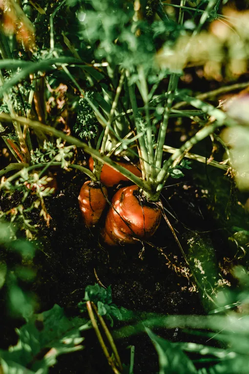Многие огородники предпочитают использовать подкормки моркови народными средствами