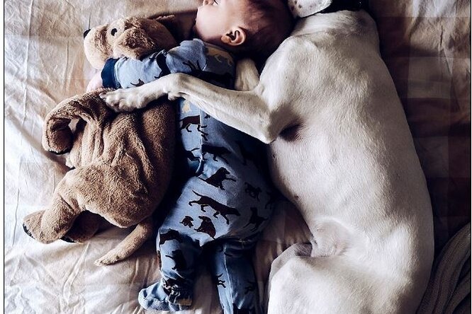 Самые теплые друзья. Мама придумала трогательный фотопроект с малышом и собаками