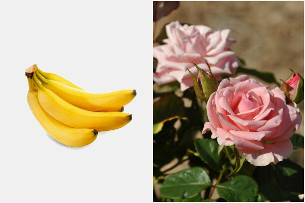 Банановая кожура, как удобрение для роз