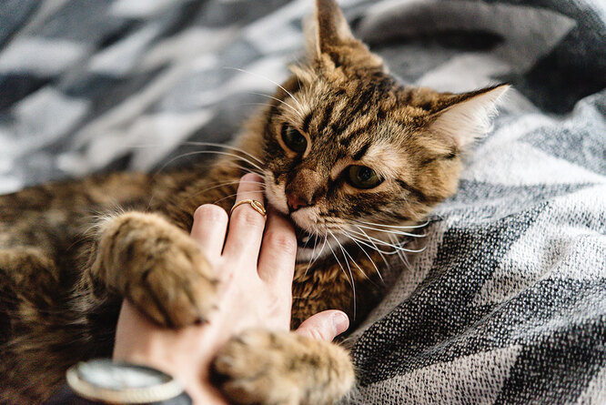 Почему кошки кусают хозяев: причины и что делать, как отучить кота кусаться