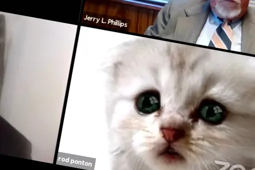 Адвокат сорвал судебное онлайн-заседание, случайно включив фильтр с котиком