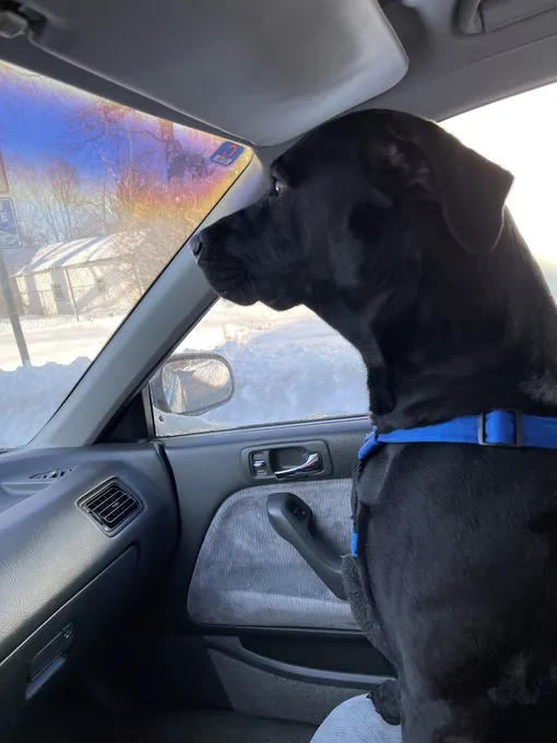 Как приучить собаку ездить в автомобиле фото