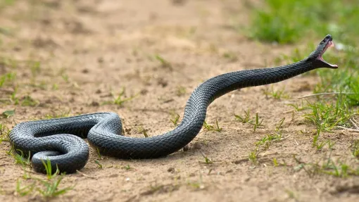 Как избавиться от змей на дачном участке