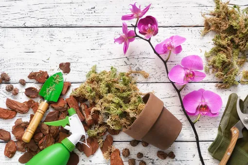 Каким комнатным растениям нужен мох сфагнум и для чего его добавляют в грунт? 10 вариантов использования