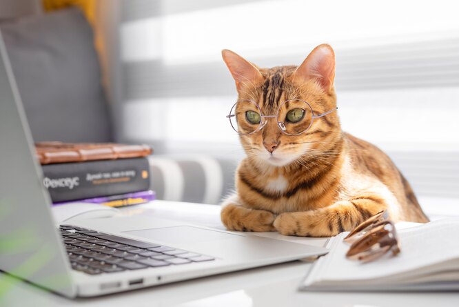 Работа на удалёнке: чем отвлечь кота, который мешает работать