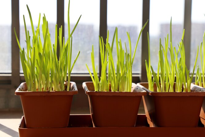 Лук-севок дома на подоконнике: как вырастить лук на зелень в домашнихусловиях