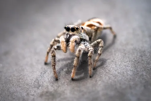 паук тарантул