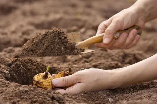 женщина закапывает луковицы в землю