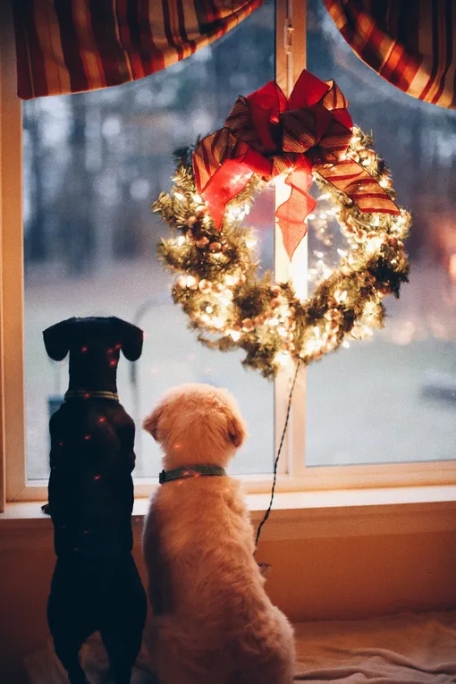 Собаки, Рождество, Новый год, венок