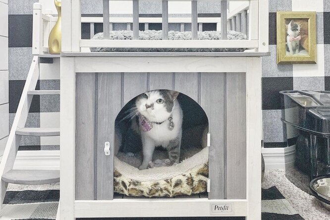 «Хочу быть на её месте»: хозяева построили кошке потрясающий дом в доме