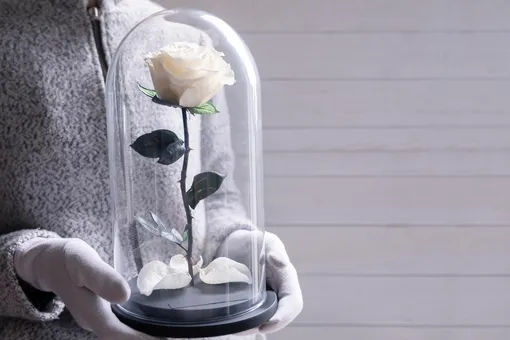 белая роза в стеклянной капсуле