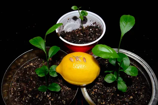 лимон вырастить из косточки в домашних условиях