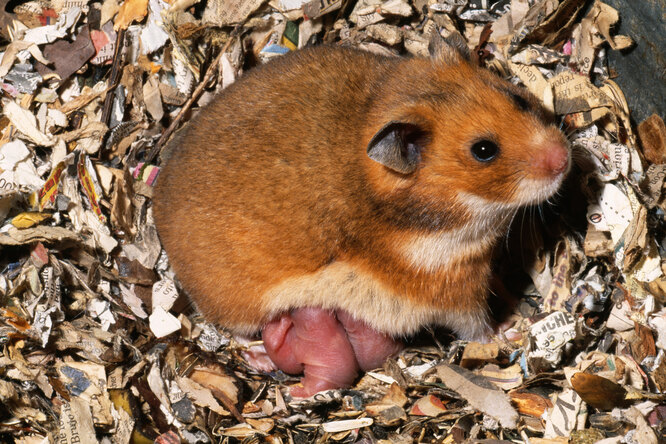 С пополнением! Что делать с новорождёнными хомячками? С пополнением! Что делать с новорождёнными хомячками?