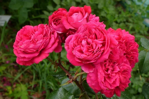 Розы Леонардо да Винчи: оптимальное сочетание шикарного цветения и простоты ухода