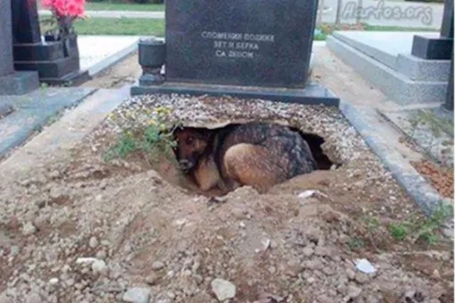 На могиле хозяина собака спрятала самое дорогое