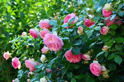 Главные вредители роз: проверенный способ избавить цветы от болезней