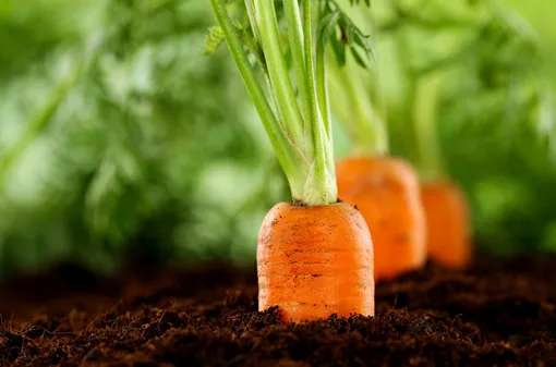 Как подкормить морковь в июле народными средствами?