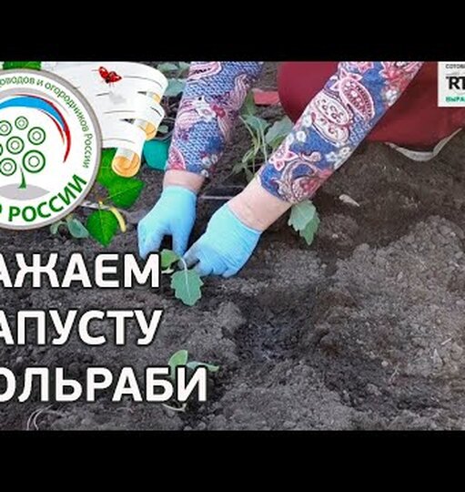 7 самых полезных видов капусты