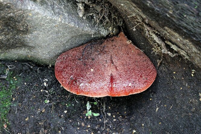 Печёночница обыкновенная — съедобный древесный гриб
