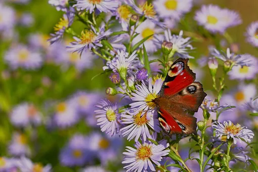бабочка, бабочка на цветке, сад с бабочками