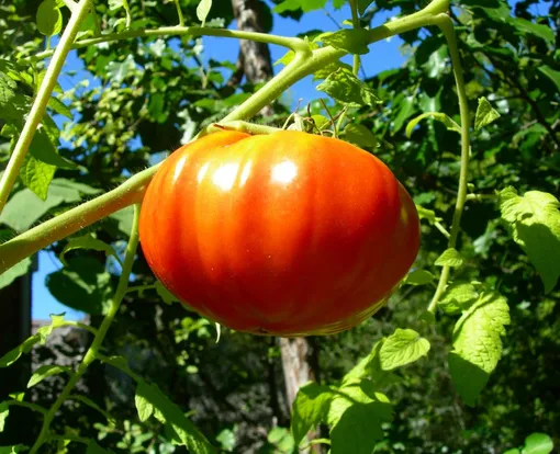 Крупноплодный томат Король гигантов