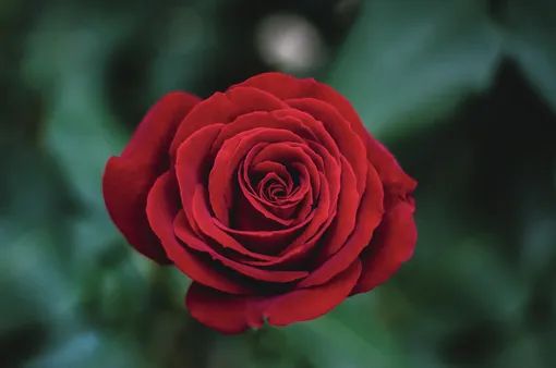 что означает красная роза на языке цветов