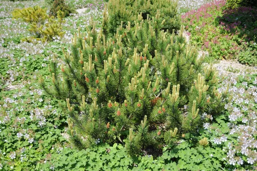 Garden Plants Design Top 10 сосна на штамбе ideas and inspiration