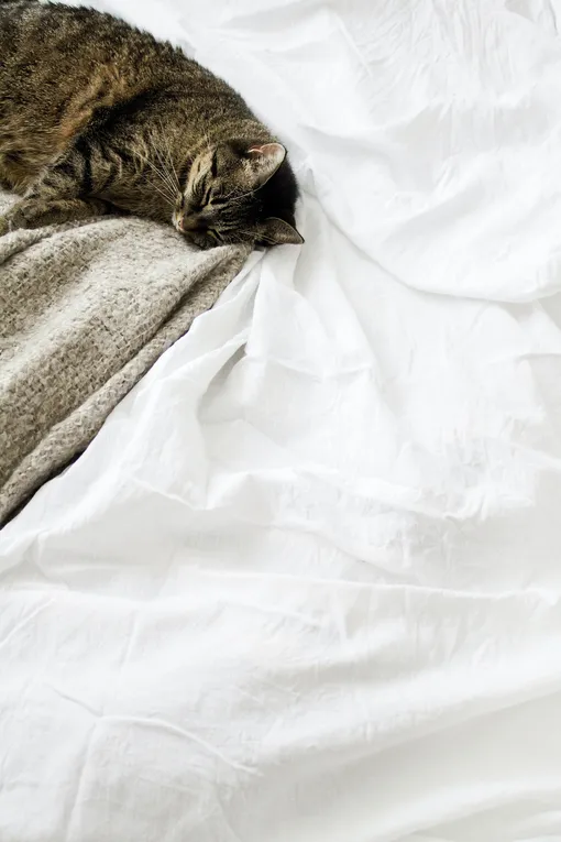 серый кот спит в постели