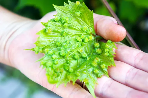 Болезни листьев винограда, описание с фотографиями: листовая форма филлоксеры