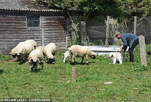 Собака пыталась стать пастухом у овец