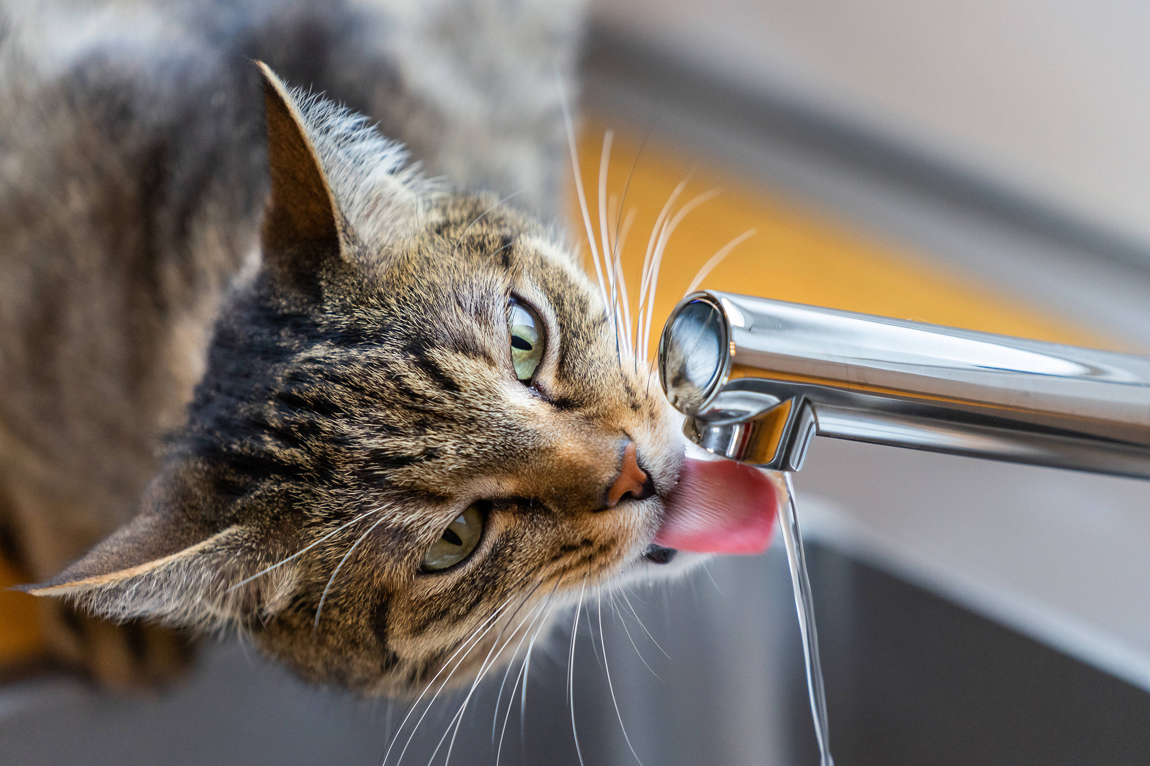 Почему кот не пьёт воду из миски, предпочитая воду из крана