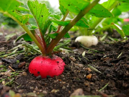 Внесение удобрений под редис весной требуется на истощенных почвах