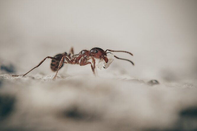Муравей фото, как избавиться от муравьев в доме