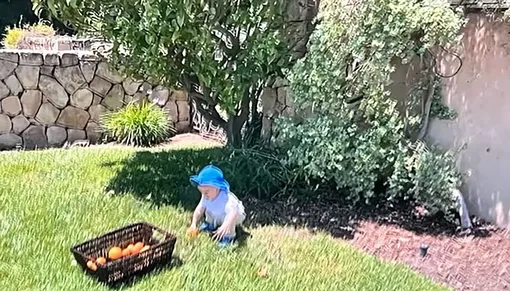Кадр из документалки Netflix. Маленький Арчи помогает собирать апельсины в саду