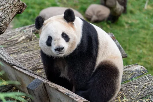 Кунг фу панды: мишки набросились на смотрителя зоопарка