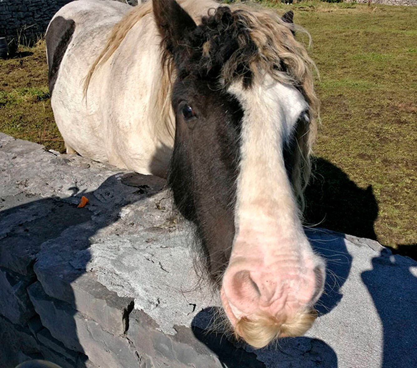 Мужчина подковывает лошадь. Верные ли лошади. Лошадь лежит. Верные ли лошади. Верные ли лошади.
