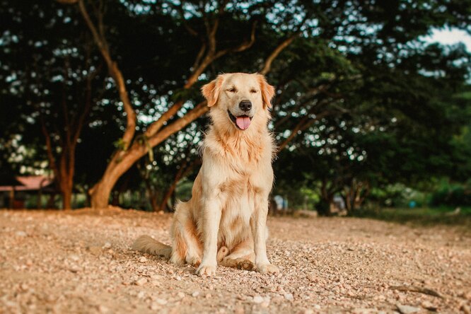 Золотистый ретривер: фото собаки, описание породы, характер голден ретривера,  особенности содержания и ухода