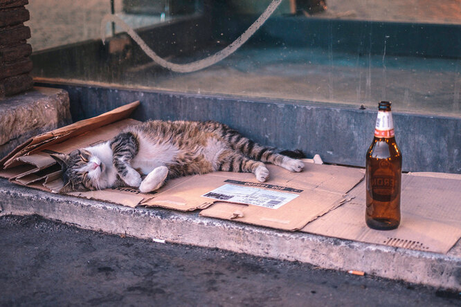 Они тоже пьют: чем кошачий и собачий «алкоголь» отличается от человеческого