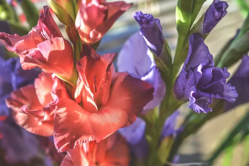 Посадка гладиолусов: приёмы и хитрости для пышного и долгого цветения