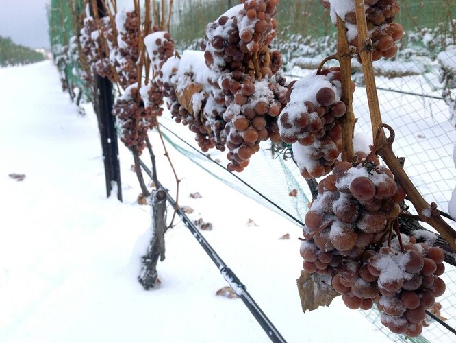 Как и когда укрывать виноград на зиму