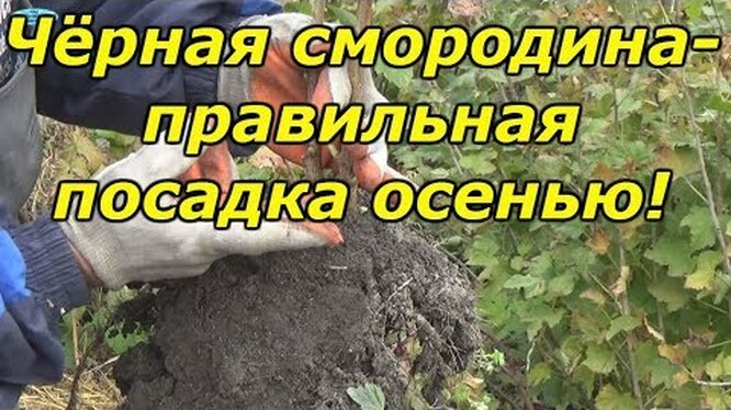 Советы по посадке