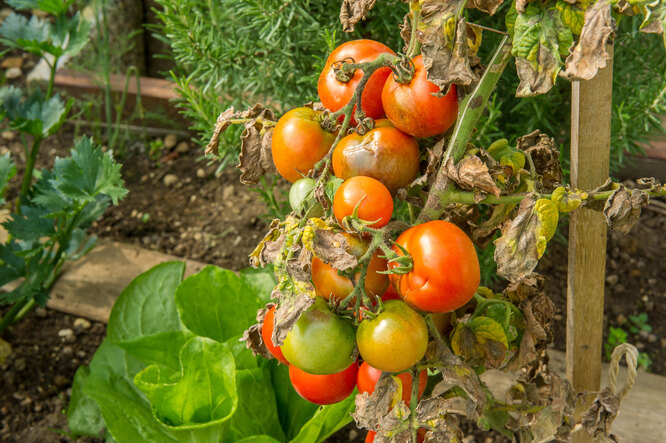Как выглядит столбур томатов?