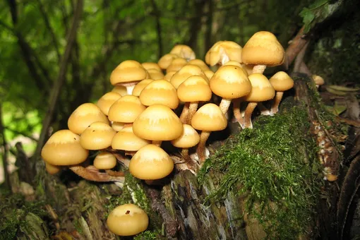 Где искать грибы опята, чтобы принести домой целую корзину, как их собирать и готовить