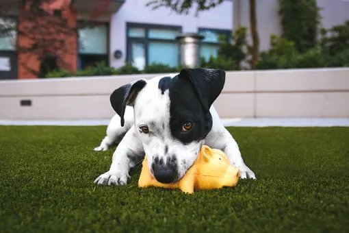Почему собаки любят пищащие игрушки?
