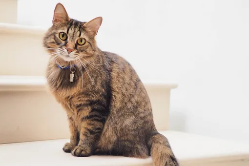 Что делать, если приходит чужой кот: история кота-обманщика и счастливый финал