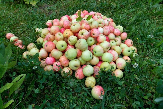 Что такое яблоки-падалица и что с ними делать?