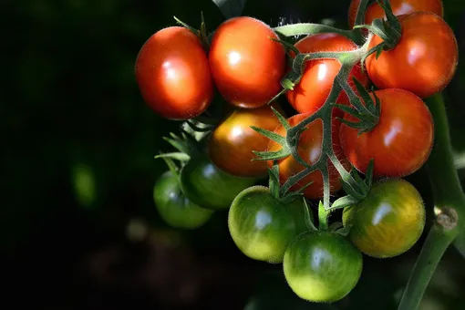 Как удобрять томаты компостом: выращивайте невероятные помидоры естественным путём!