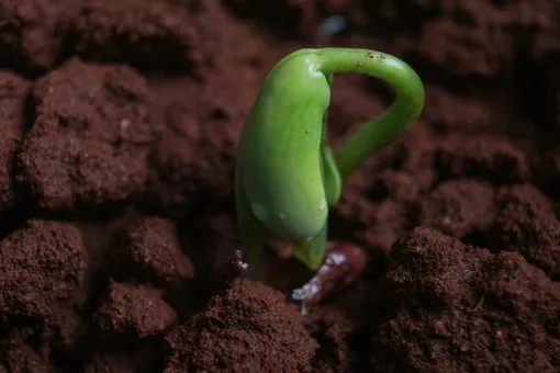 Как быстро и без проблем прорастить семена с помощью гидрогеля