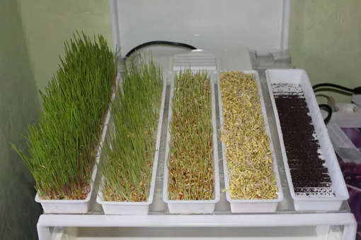 Гидропоника для проращивания микрозелени